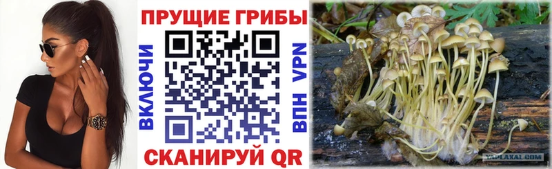 Галлюциногенные грибы Psilocybine cubensis Щёлкино